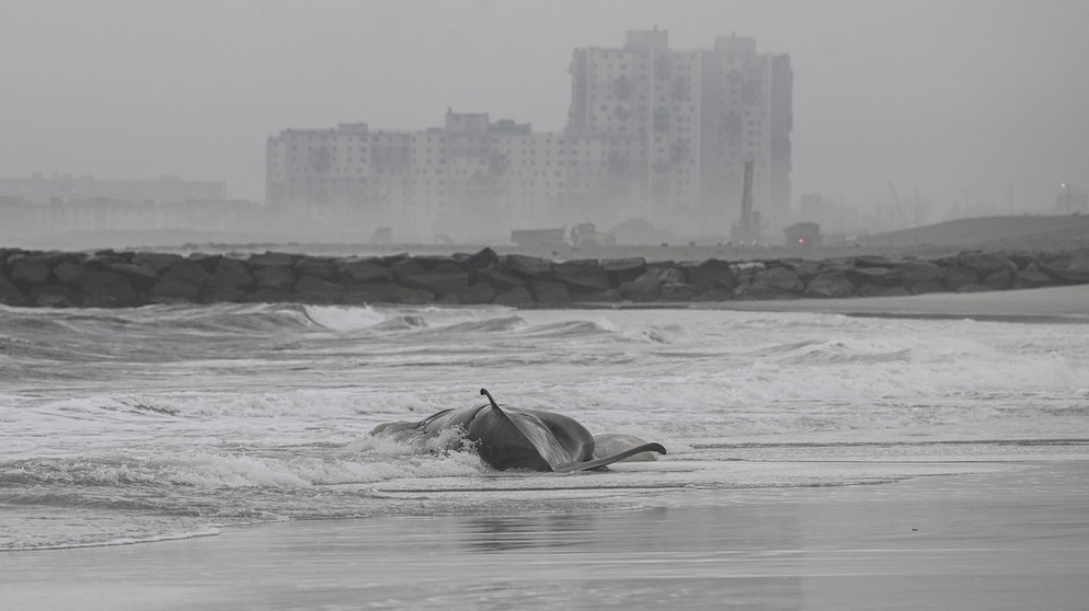 Ein toter Wal an einem Strand in New York. | Bild: picture alliance / AA | Fatih Aktas
