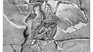Holzstich einer Archaeopteryx-Fossilie | Bild: picture alliance / imageBROKER | bilwissedition