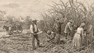 Sklaven auf einer Zuckerrohrplantage. | Bild: picture alliance/Mary Evans Picture Library