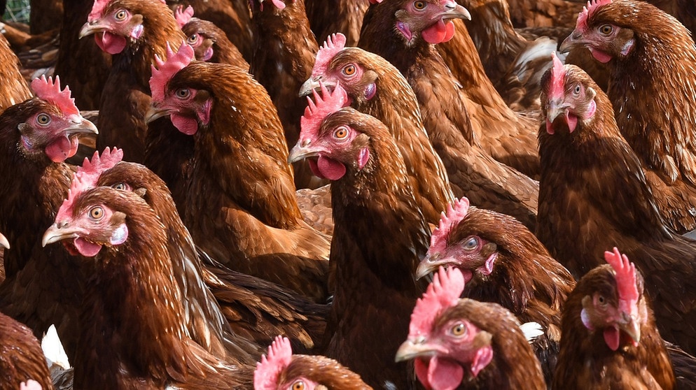 Freilaufende Hühner in einem Freilandgehege.
| Bild: picture-alliance/dpa
