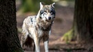 Ein Wolf steht in einem Wildpark in seinem Gehege | Bild: dpa-Bildfunk