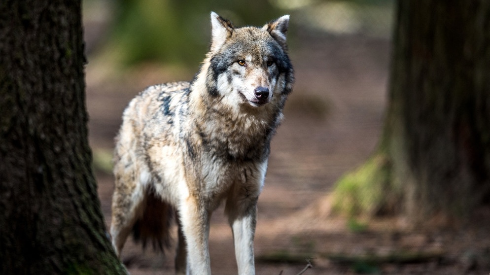 Ein Wolf steht in einem Wildpark in seinem Gehege | Bild: dpa-Bildfunk