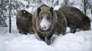 Wildschweine im tief verschneiten Wald, Nationalpark Bayerischer Wald | Bild: picture-alliance/dpa