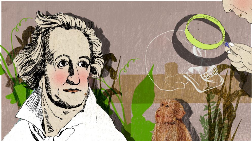 Illustration Kalenderblatt: Goethe entdeckt den Zwischenkieferknochen | Bild: BR/ Angela Smets