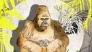 Illustration Kalenderblatt: Mpungu gestorben, erster Gorilla in Europa | Bild: BR/ Angela Smets