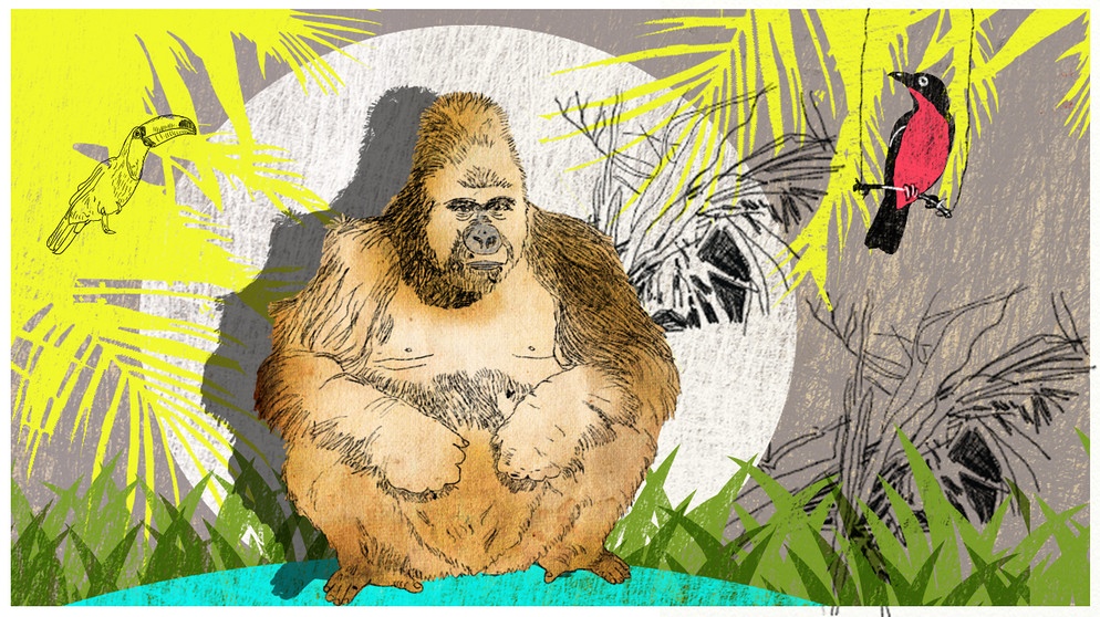 Illustration Kalenderblatt: Mpungu gestorben, erster Gorilla in Europa | Bild: BR/ Angela Smets