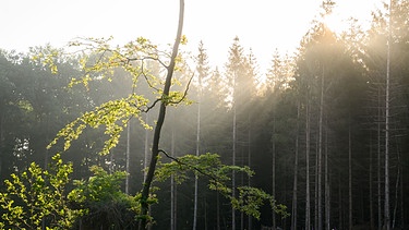 Spirituelle Kraft des Sommers - Symbolbild (Sonnenaufgang im Wald) | Bild: picture-alliance/dpa/Julian Stratenschulte