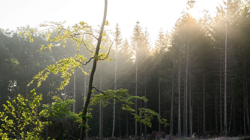 Spirituelle Kraft des Sommers - Symbolbild (Sonnenaufgang im Wald) | Bild: picture-alliance/dpa/Julian Stratenschulte