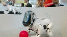 Aibo - der spielende Hund. Damit überzeugten japanische Hersteller auf der Hannover Messe 2004 | Bild: picture-alliance/dpa