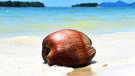 Kokosnuss wird vom Meer angespült | Bild: picture-alliance/dpa
