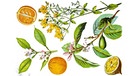 (oben) Bitterorange oder Pomeranze, (Citrus aurantium), (links unten) Zitronenbaum, (Citrus limon) | Bild: picture-alliance/dpa/Bildagentur-online/Sunny Celeste