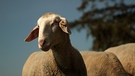 Merinolandschafe sind berühmt für ihre feine Wolle. | Bild: BR/Kirsten Zesewitz