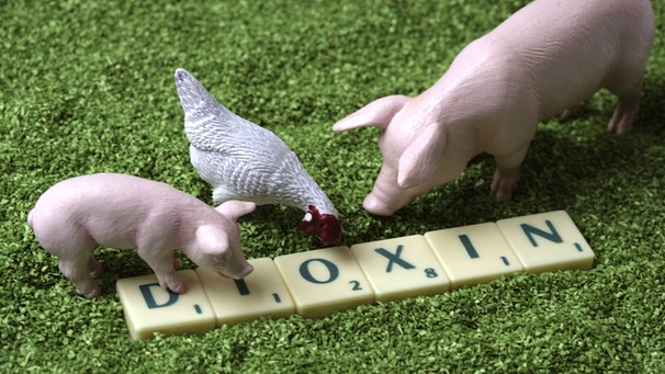 Futtermittel und ihre Skandale: Dioxin im Geflügel- und Schweinefutter | Bild: picture-alliance/Ulrich Baumgarten