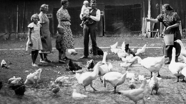 Um 1939: Gänse und Hühner auf einem Bauernhof | Bild: imago/Schöning