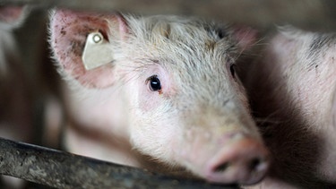 Ein Schwein schaut aus seinem Stall: Wenn der Handel die Haltung diktiert - Was heißt das für Bayerns Schweine? | Bild: picture-alliance/dpa