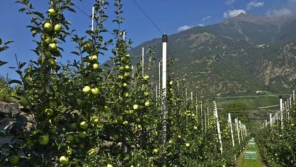 Apfelplantage in Südtirol: Seit Jahren kämpft eine Gemeinde im Vinschgau darum, pestizidfrei zu werden. | Bild: picture alliance/Udo Bernhart