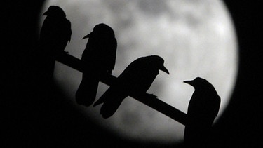 Silhouetten von Krähen, die auf einer Gerüststange sitzen, zeichenen sich vor dem Mond ab | Bild: picture-alliance/dpa