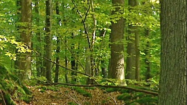 Laubbäume im Steigerwald | Bild: BR