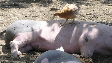 Ruhende Schweine, drumherum sind Hühner, auf einem der Schweine steht ein Huhn | Bild: Karl Ludwig Schweisfurth / Symbiotische Landwirtschaft
