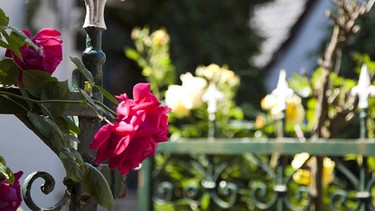 Blütenpracht: Freude am Gärtnern publik gemacht - Was bietet der Tag der Offenen Gartentür? (26.06.) | Bild: imago/ecomedia/robert fishman