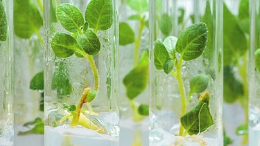 Jungpflanzen mit Nährlösung im Reaganzglas: Pflanzenzucht als Staatsaufgabe | Bild: colourbox.com