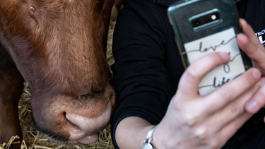 Influencerin mit Kuh in einem Stall hält ein Mobiltelefon in der Hand (Symbolbild) | Bild: picture-alliance/dpa/Swen Pförtner