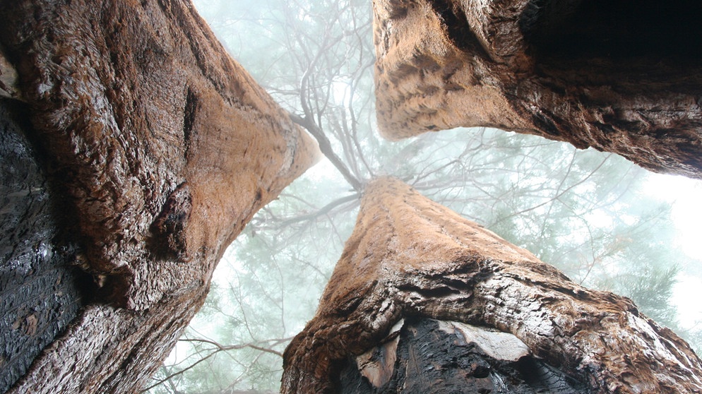 Drei aufragende Mammutbäume im Nebel (Symbolbild) | Bild: colourbox.com/#89553