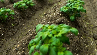 Junge Kartoffelpflanzen auf dem Acker (Symbolbild) | Bild: BR/Christine Meder