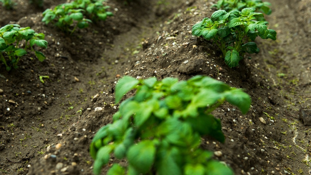 Junge Kartoffelpflanzen auf dem Acker (Symbolbild) | Bild: BR/Christine Meder