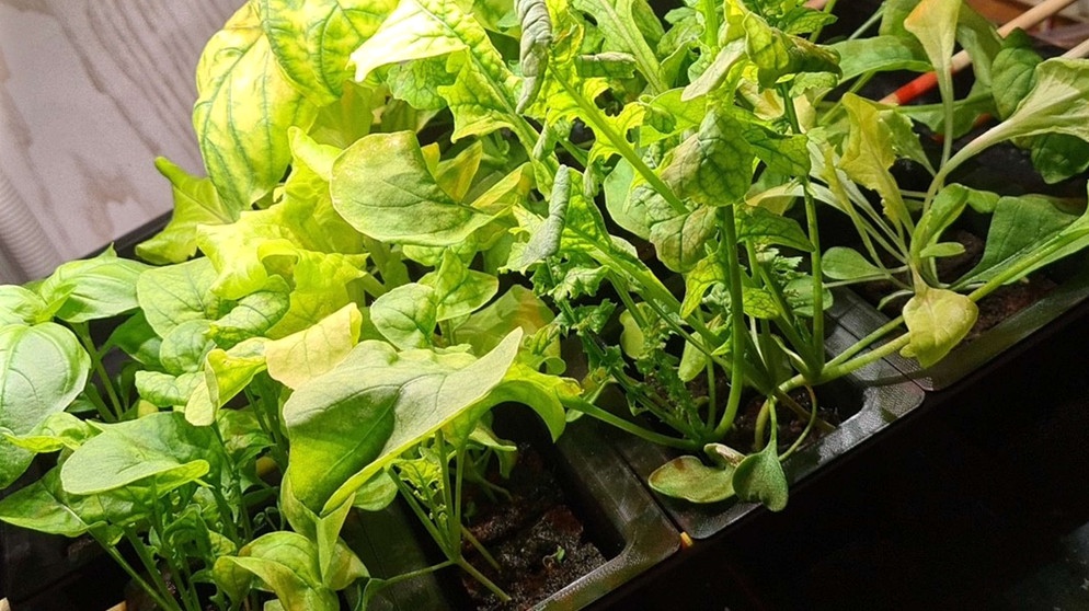Kleine Salatpflanzen in Anzuchttöpfen | Bild: Robin Hehn