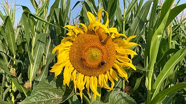 Eine Sonnenblume vor einem Maisfeld (Symbolbild): Bio vs. konventionell | Bild: BR/Christine Schneider