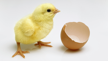 Frisch geschlüpftes Küken neben einer zerbrochenen Eierschale (Symbolbild) | Bild: picture-alliance/imageBROKER | Simon Belcher