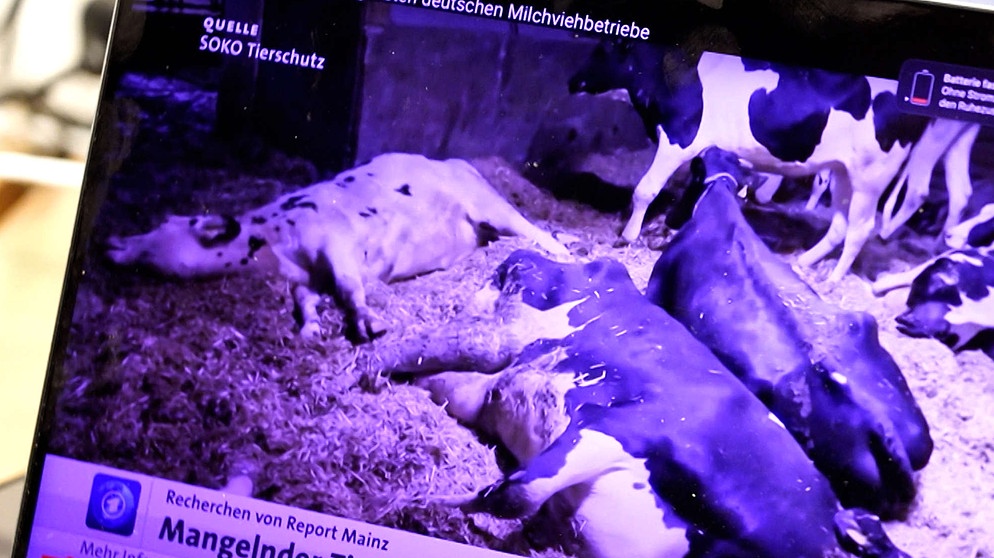 Bildschirmfoto eines Themenbildes auf tagesschau.de, auf dem ein Foto von "Soko Tierschutz" mit leidenden Kühen zu sehen ist. | Bild: Soko Tierschutz/ARD Report Mainz/tagesschau.de