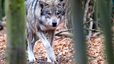 Wolf im Wald (Symbolbild) | Bild: dpa-Bildfunk/Klaus-Dietmar Gabbert