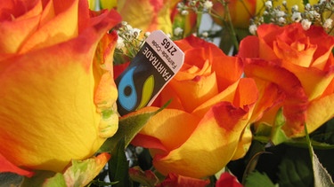 Blumen aus fairem Handel: Strauß Rosen mit Etikett Fairtrade | Bild: picture-alliance/dpa