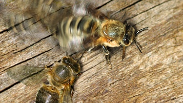 Bienen beim Schwänzeltanz | Bild: imago/blickwinkel