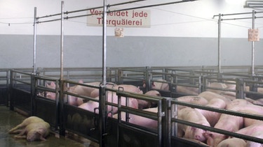 Schweine warten im Schlachthof: An der Wand hängt ein Schild mit der Aufschrift: "Vermeidet jede Tierquälerei" | Bild: picture-alliance/dpa