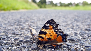 Toter Schmetterling: Der Insektenschwund nimmt dramatische Ausmaße an. | Bild: picture-alliance/blickwinkel