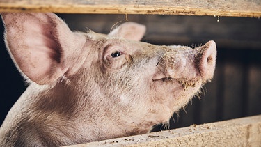 Ein Schwein schaut durch ein Holzgatter | Bild: BR megaherz GmbH/Philipp Thurmaier
