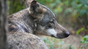 Ein Wolf, der im Wald ruht | Bild: dpa-Bildfunk/Soeren Stache