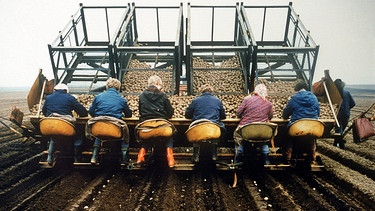 Mitarbeiterinnen der Landwirtschaftlichen Produktionsgenossenchaft (LPG) Süstorf (Bezirk Schwerin) legen am 20. April 1987 mit einer Handpflanzmaschine vorgekeimte Kartoffeln in die Erde. | Bild: picture-alliance/dpa/ADN Zentralbild