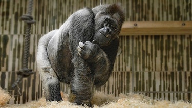Gorilla Fritz im Nürnberger Zoo | Bild: Heike Arranz Rodriguez