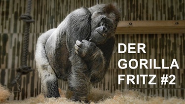 Gorilla Fritz im Nürnberger Zoo | Bild: Heike Arranz Rodriguez