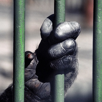 Hand eines Gorillas an Gitterstäben | Bild: picture-alliance/dpa/Presse-Bild-Poss/Oscar Poss