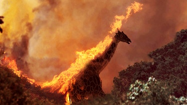 Western Wildfires, photo provided by the Santa Barbara County Fire Department, 2017; Silhouette of a Giraffe, Kenya | Bild: picture-alliance/dpa/AP Photo/Santa Barbara County Fire Department; picture-alliance/dpa/Design Pics/Ian Cumming; (Montage BR /Claudia Eichhorn)