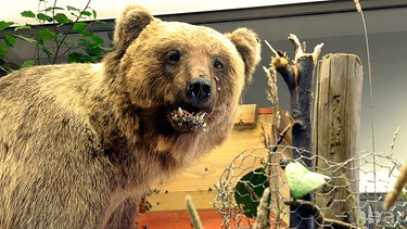 Der ausgestopfte Braunbär "Bruno" im Museum Mensch und Natur in München | Bild: picture-alliance/dpa/Peter Kneffel