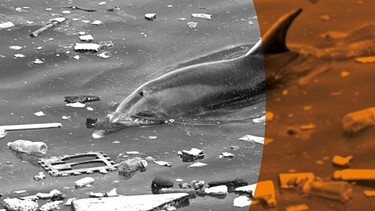 Delphin, der auf Plastikmüll im Meer schwimmt | Bild: picture alliance / Photoshot