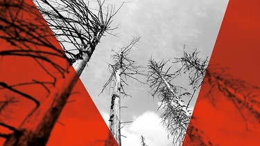 Montage: Ein vom Borkenkäfer zerstörter Fichtenwald. Der deutsche Wald leidet unter Dürre, Schädlingen und Stürmen.  | Bild: dpa/Julian Stratenschulte/Montage:WDR
