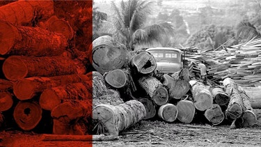 Gestohlener Wald | Bild: Eine Holzfabrik in Altamira; Brasilien (undatiertes Archivfoto). Bildrechte: WDR/dpa/ epa efe Marcelo Sayao