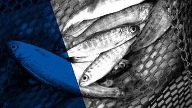 Das ARD Radiofeature Beitragsbild "Fische zu Fischfutter" zeigt Fische im Netz einer Lachszucht | Bild: ddp/ Andreas Fuhrmann